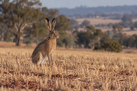 A brown hare sitting upright in a harvested stubble paddock