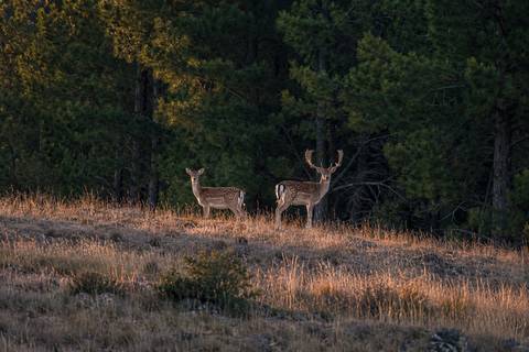 Two fallow deer at the edge of a pine plantation at dusk