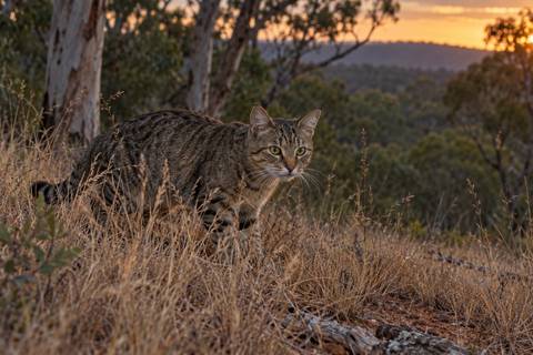 A feral tabby cat crouched in long dry grass at the edge of bushland