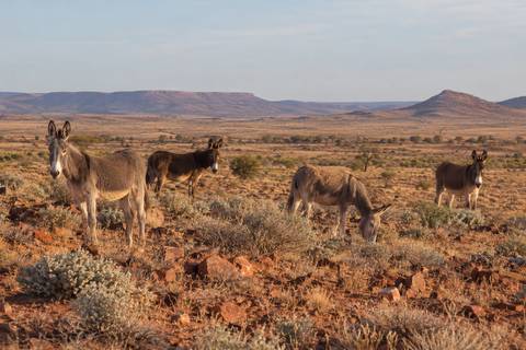 Feral donkeys in dry, stony outback country