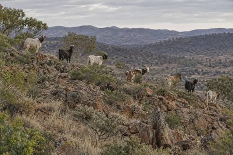 A herd of feral goats on a rocky ridge in dry scrub country