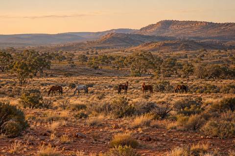 A small group of feral horses grazing in dry, open scrub country