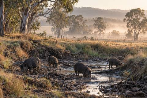 Feral pigs rooting in a muddy creek bed at the edge of a paddock