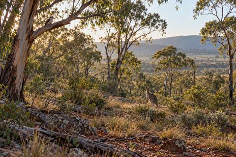 Native eucalyptus bushland with a kangaroo and a kookaburra
