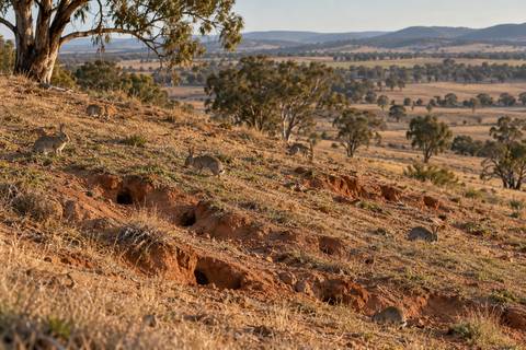 Rabbits grazing near warren holes on an eroded, overgrazed hillside