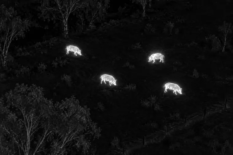 Thermal view of a hillside paddock from above: four feral pigs show up white against the cooler ground