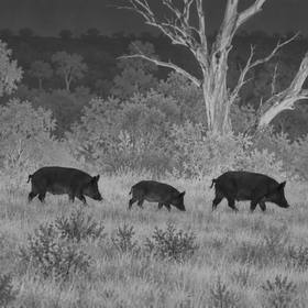 Thermal camera view: a line of feral pigs walking through grass past a dead tree